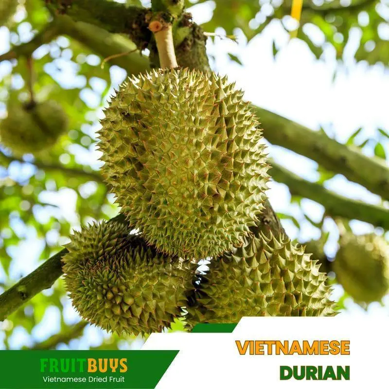 FruitBuys Vietnam Vietnamese Durian 23930