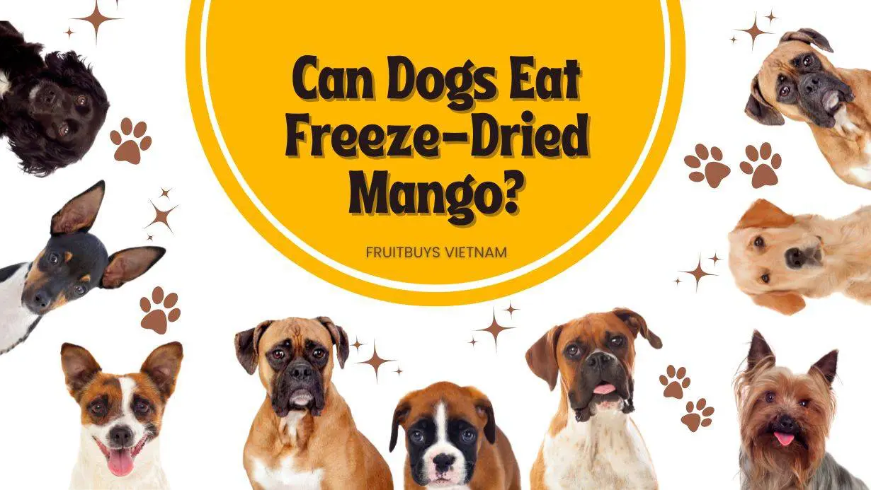 FruitBuys Vietnam  Can Dogs Eat Freeze Dried Mango
