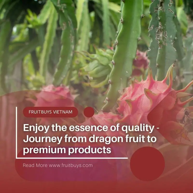 FruitBuys Vietnam  Dragon Fruit Plant 23922