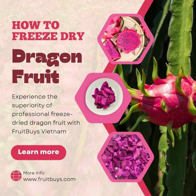 FruitBuys Vietnam  How To Freeze Dry Dragon Fruit 23922