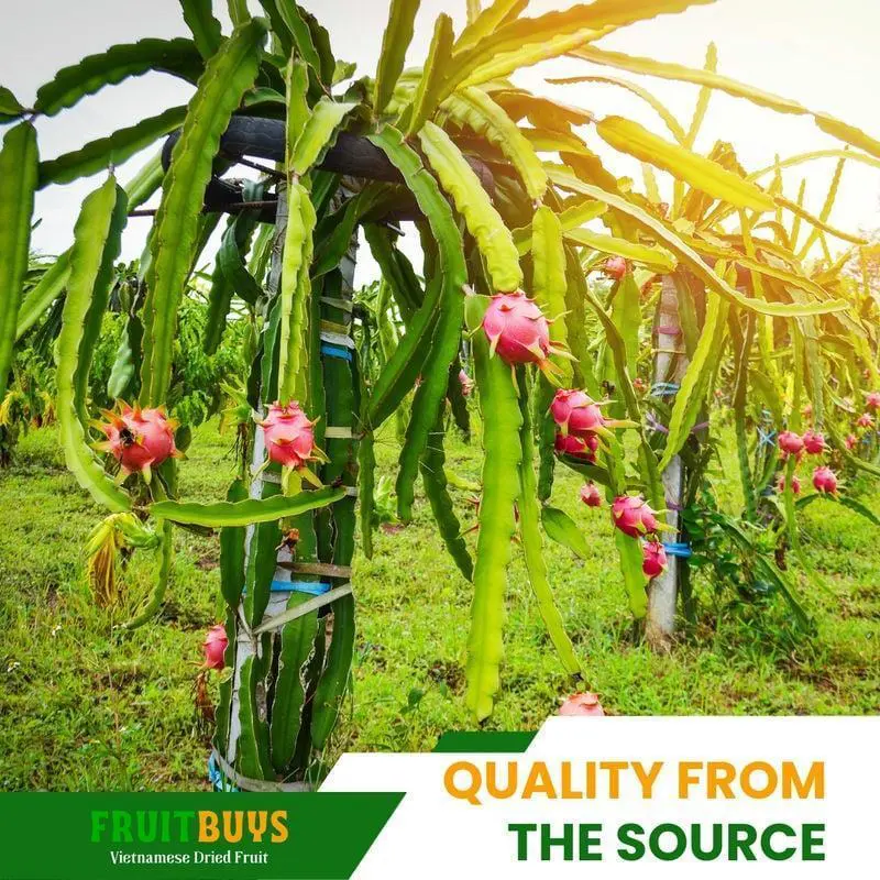FruitBuys Vietnam Quality from the source 23922 FruitBuys Vietnam Quality From The Source 23922