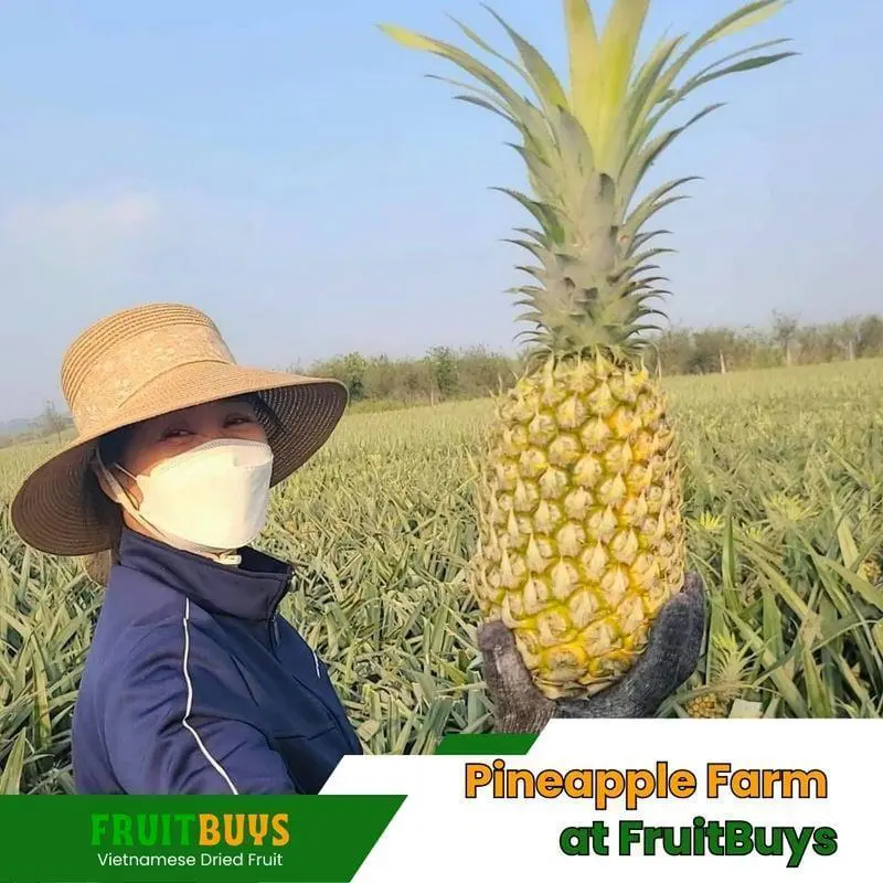 FruitBuys Vietnam Queen Pineapple 2 23919 FruitBuys Vietnam Queen Pineapple (2) 23919