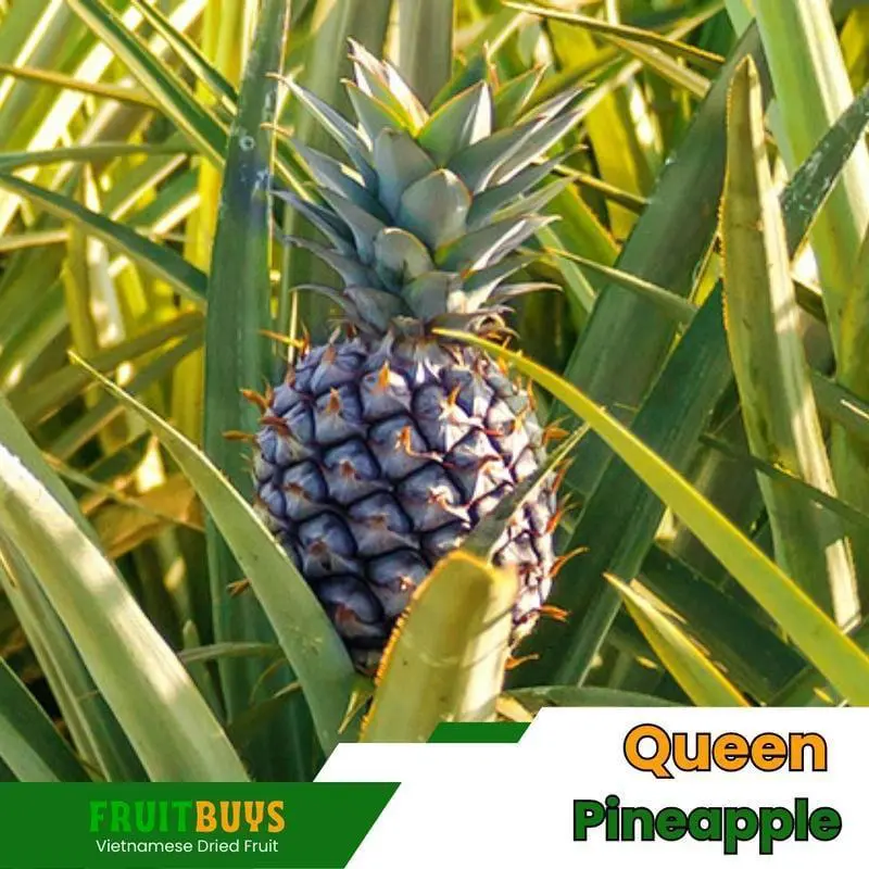 FruitBuys Vietnam Queen Pineapple 23919 FruitBuys Vietnam Queen Pineapple 23919