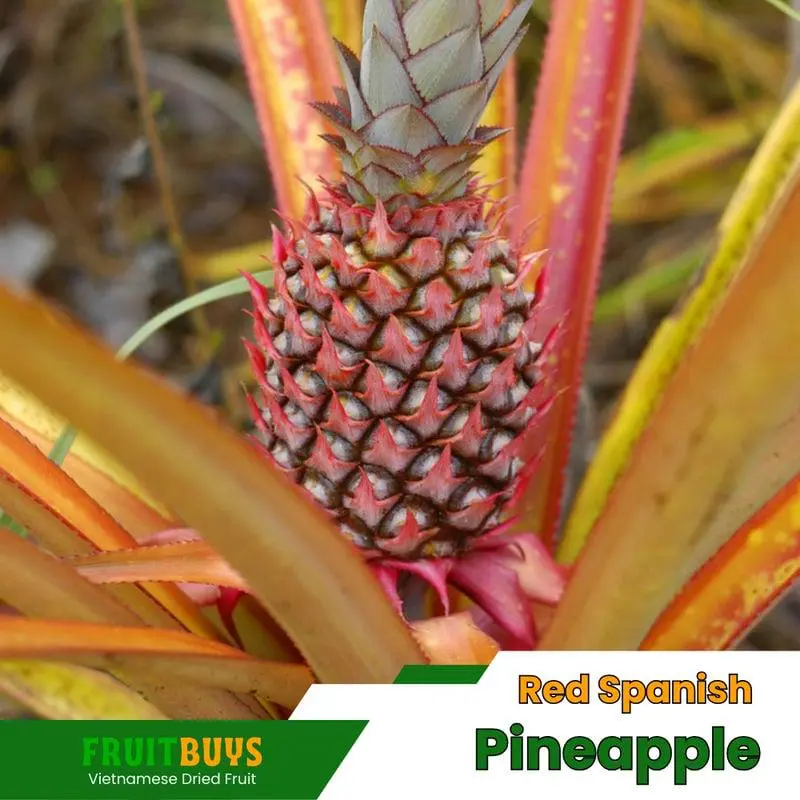 FruitBuys Vietnam Red Spanish Pineapple 23919 FruitBuys Vietnam Red Spanish Pineapple 23919