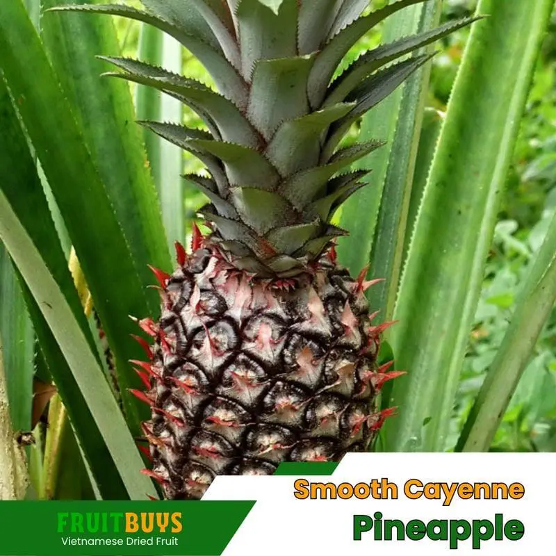 FruitBuys Vietnam Smooth Cayenne Pineapple 23919 FruitBuys Vietnam Smooth Cayenne Pineapple 23919