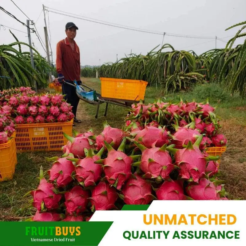 FruitBuys Vietnam Unmatched quality assurance 23922 FruitBuys Vietnam Unmatched Quality Assurance 23922