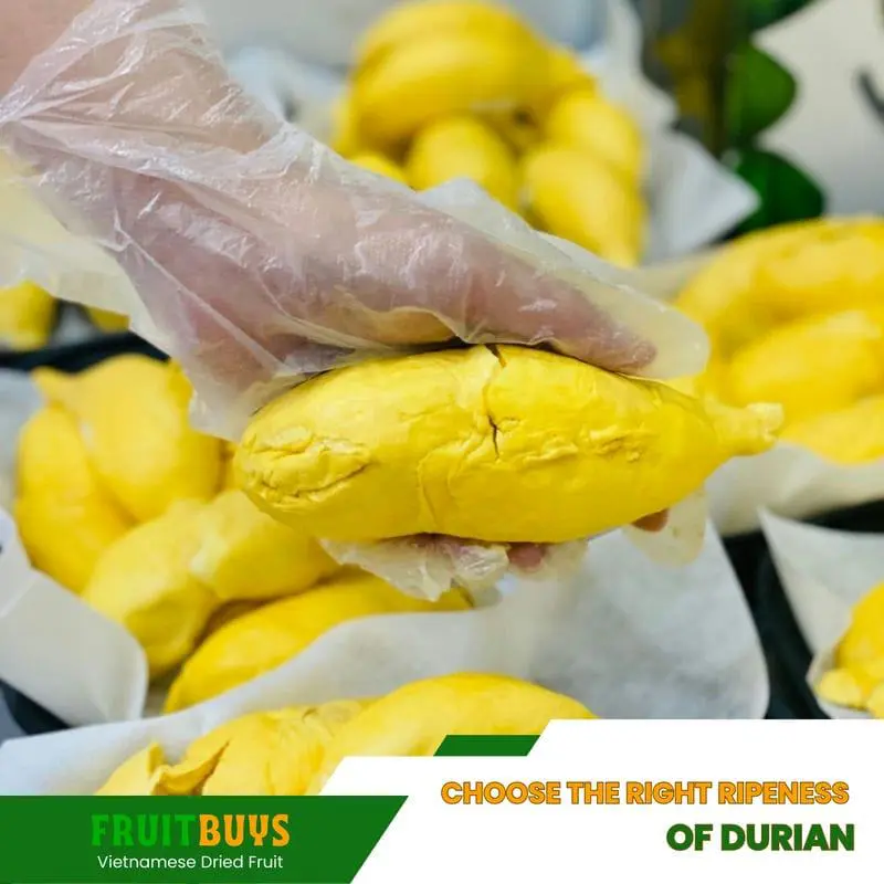 FruitBuys Vietnam Choose the right ripeness of durian 23102 FruitBuys Vietnam Choose The Right Ripeness Of Durian 23102