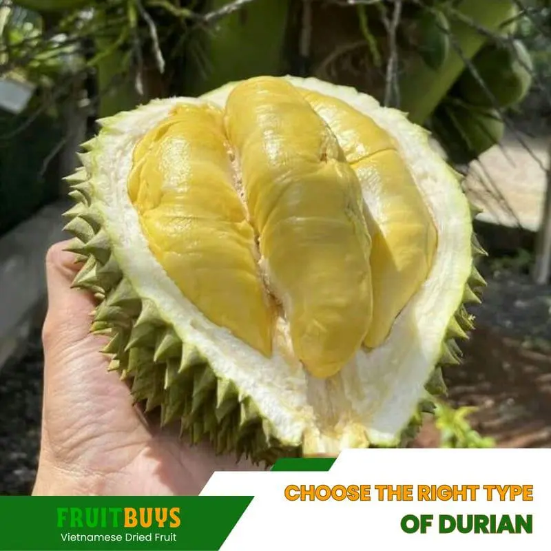 FruitBuys Vietnam Choose the right type of durian 23102 FruitBuys Vietnam Choose The Right Type Of Durian 23102