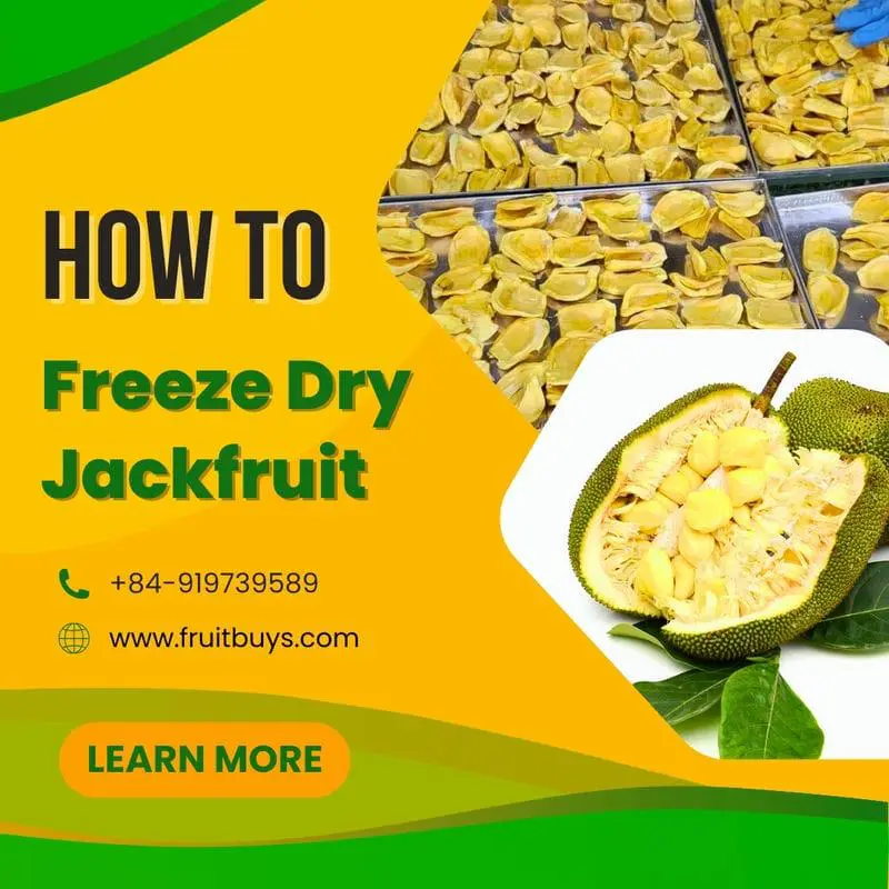 How To Freeze Dry Jackfruit The Ultimate Guide For Healthy Snacking FruitBuys Vietnam How To Freeze Dry Jackfruit 23108