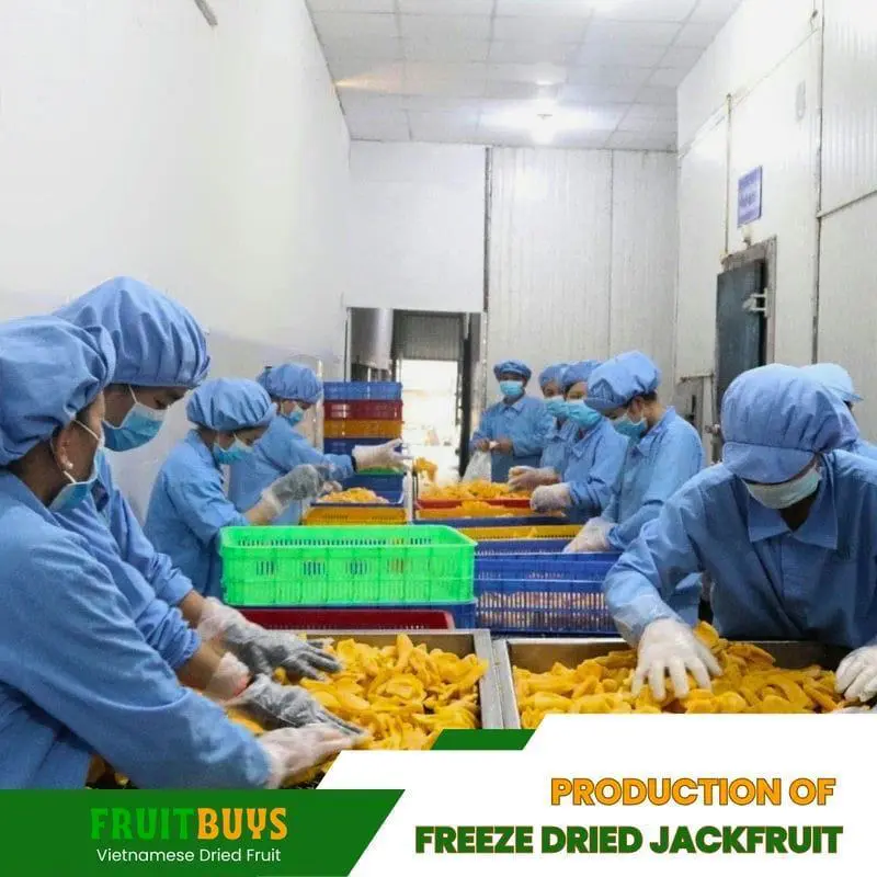 FruitBuys Vietnam Production of Freeze Dried Jackfruit 2 23105 FruitBuys Vietnam Production Of Freeze Dried Jackfruit (2) 23105