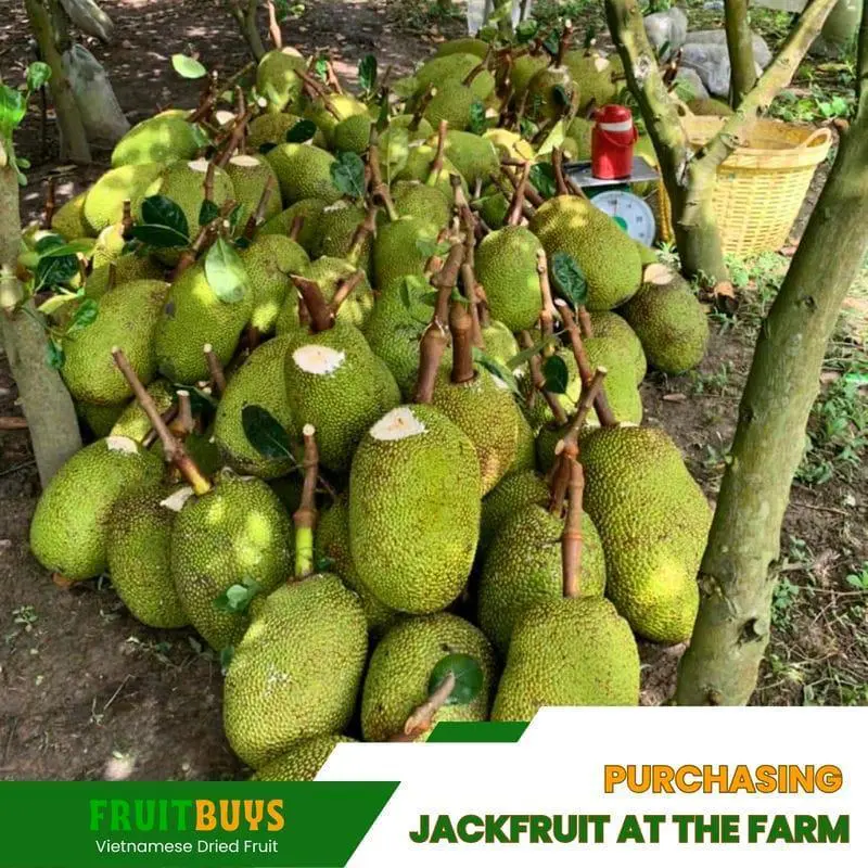 FruitBuys Vietnam Purchasing Jackfruit At The Farm 23105