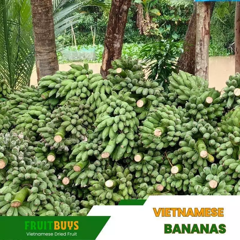 FruitBuys Vietnam Vietnamese Bananas (3) 231013