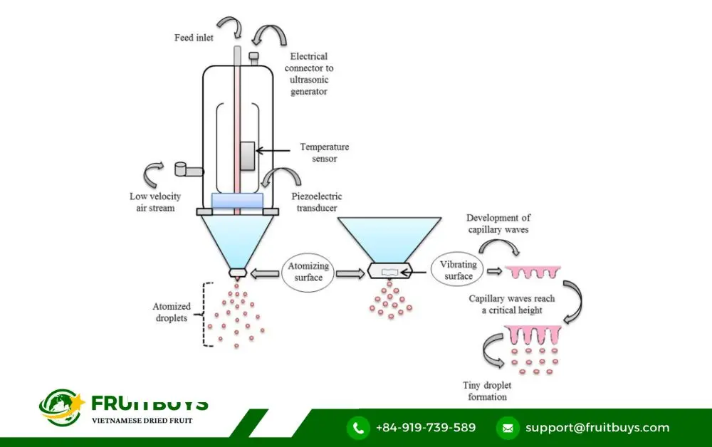 FruitBuys Vietnam 3. From Farm To Powder_ The Science Behind Spray Dried Pineapple Perfection