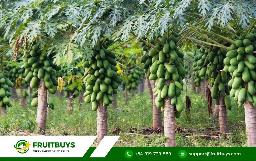 FruitBuys Vietnam How Dried Papaya Can Boost Your Health In 8 Ways (6)