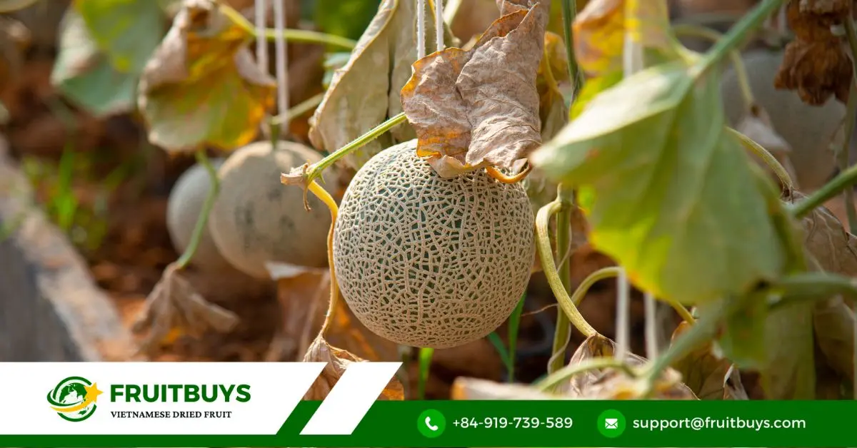 FruitBuys Vietnam Mini Cantaloupe