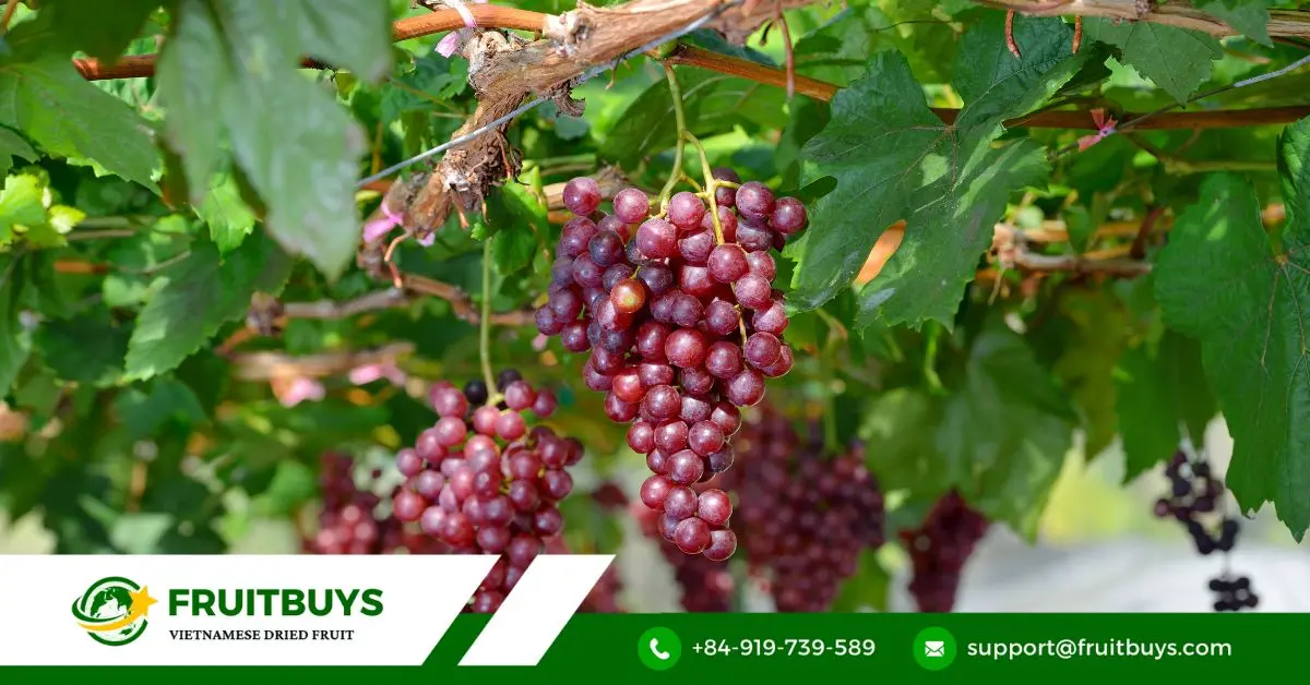 FruitBuys Vietnam Red Grape Powder (1)