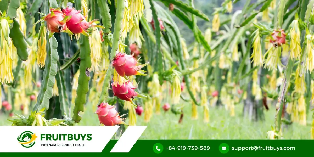 FruitBuys Vietnam Unleash Your Inner Chef A Rainbow Of Recipes With Freeze Dried Dragon Fruit Powder (1)